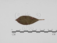 登錄號:F0011827藏品圖，第1張
