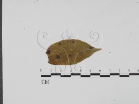 登錄號:F0011828藏品圖，第1張