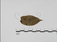登錄號:F0011828藏品圖，第3張