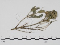 登錄號:F0011829藏品圖，第3張