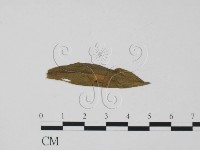 登錄號:F0011830藏品圖，第1張