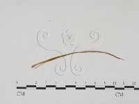 登錄號:F0011832藏品圖，第3張