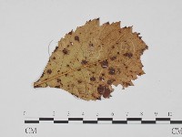 登錄號:F0011833藏品圖，第1張