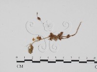 登錄號:F0011835藏品圖，第1張