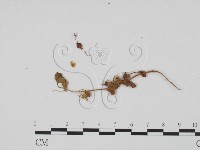 登錄號:F0011835藏品圖，第3張