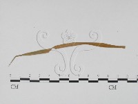 登錄號:F0011836藏品圖，第1張