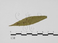 登錄號:F0011838藏品圖，第1張