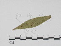 登錄號:F0011838藏品圖，第3張