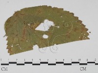 登錄號:F0011840藏品圖，第3張