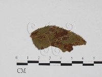 登錄號:F0011841藏品圖，第3張