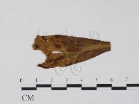 登錄號:F0011845藏品圖，第1張