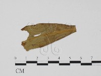 登錄號:F0011845藏品圖，第3張