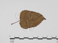 登錄號:F0011846藏品圖，第3張