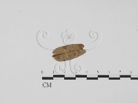 登錄號:F0011847藏品圖，第1張