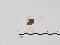 登錄號:F0011849藏品圖，第1張
