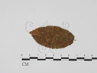 登錄號:F0011850藏品圖，第3張
