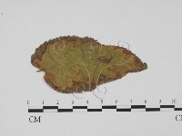登錄號:F0011851藏品圖，第1張