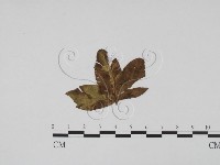 登錄號:F0011852藏品圖，第1張