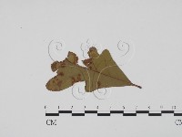 登錄號:F0011853藏品圖，第1張