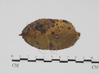 登錄號:F0011854藏品圖，第1張