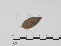 登錄號:F0011855藏品圖，第1張