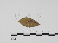 登錄號:F0011855藏品圖，第3張