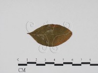 登錄號:F0011858藏品圖，第3張