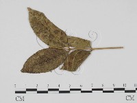 登錄號:F0011861藏品圖，第1張