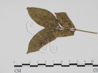 登錄號:F0011861藏品圖，第3張