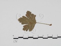 登錄號:F0011863藏品圖，第1張