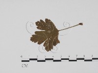 登錄號:F0011863藏品圖，第3張