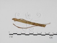 登錄號:F0011865藏品圖，第3張