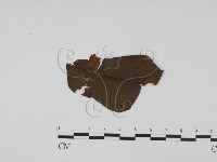登錄號:F0011866藏品圖，第1張