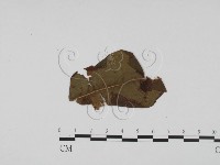 登錄號:F0011866藏品圖，第3張