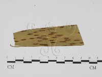 登錄號:F0011869藏品圖，第1張