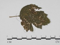 登錄號:F0011876藏品圖，第1張