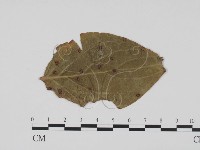登錄號:F0011877藏品圖，第1張