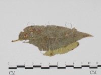 登錄號:F0011880藏品圖，第3張