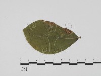 登錄號:F0011882藏品圖，第1張