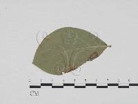 登錄號:F0011882藏品圖，第3張