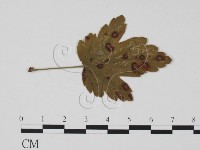 登錄號:F0011885藏品圖，第1張