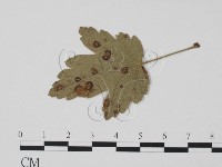 登錄號:F0011885藏品圖，第3張
