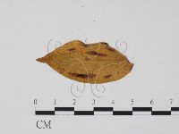 登錄號:F0011890藏品圖，第1張