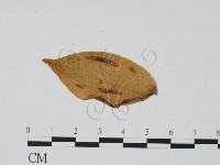 登錄號:F0011890藏品圖，第3張