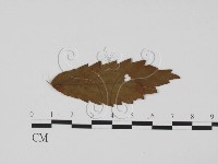 登錄號:F0011891藏品圖，第3張