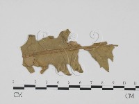 登錄號:F0011892藏品圖，第1張