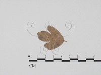 登錄號:F0011893藏品圖，第3張