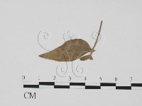 登錄號:F0011895藏品圖，第1張