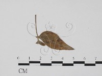 登錄號:F0011895藏品圖，第3張