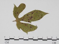 登錄號:F0011897藏品圖，第1張